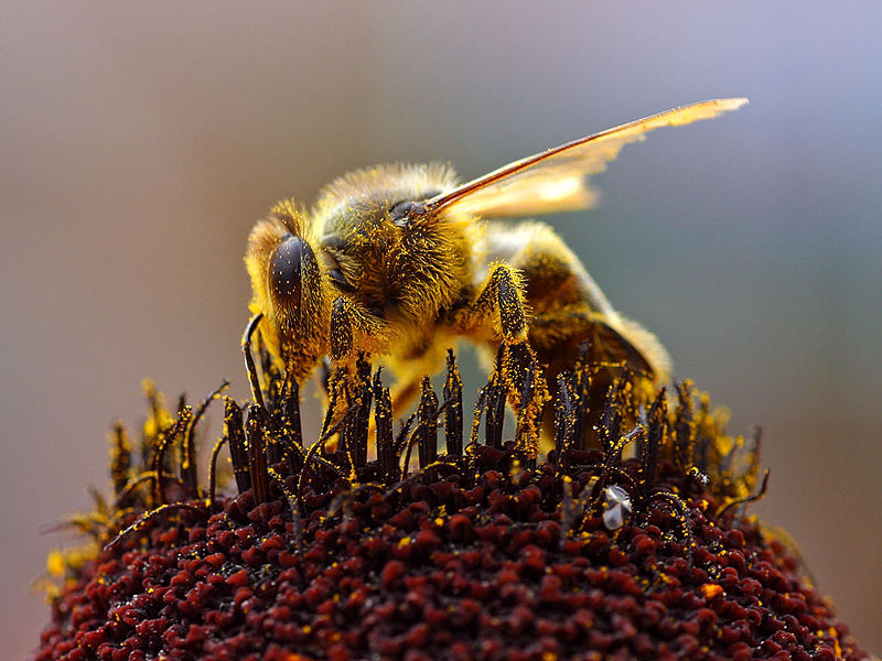 pollen